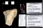 Foto (Objekt + Etikett) von Longodromites angustus (Reuss 1858)  (NHMW-GEO-1990-0041-3213)